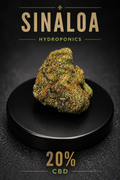 Sinaloa Hydroponics | Flor CBD Premium 20%