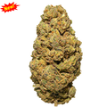 𝐁𝐈𝐒𝐂𝐎𝐓𝐓𝐈 𝐔𝐒𝐀